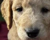 Goldendoodle