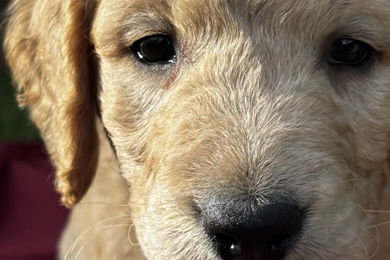 Goldendoodle