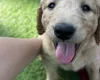 Goldendoodle