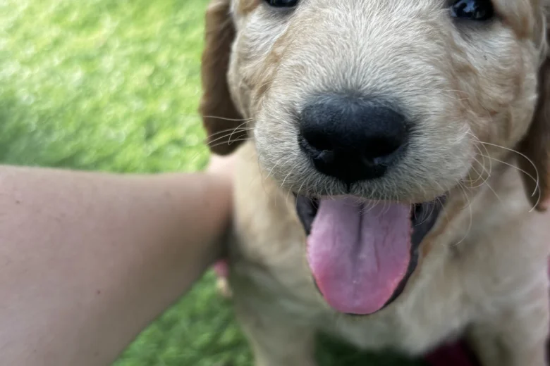 Goldendoodle