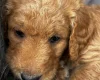 Goldendoodle