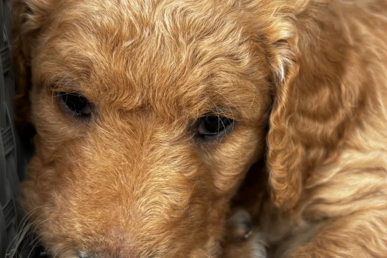 Goldendoodle