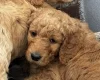 Goldendoodle