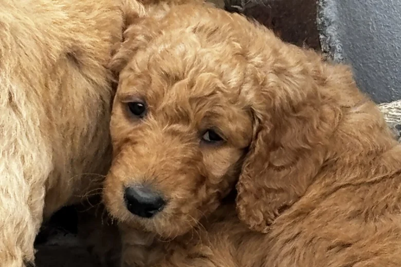 Goldendoodle