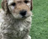 Goldendoodle