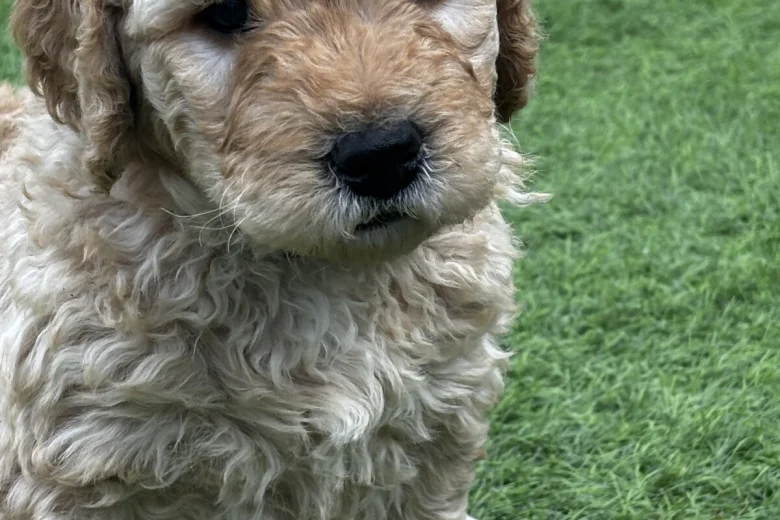 Goldendoodle