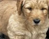 Goldendoodle
