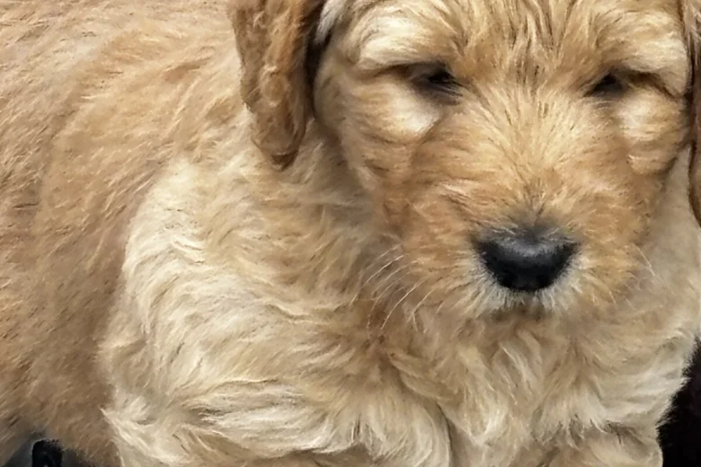 Goldendoodle