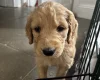 Goldendoodle