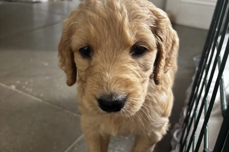 Goldendoodle