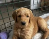 Goldendoodle