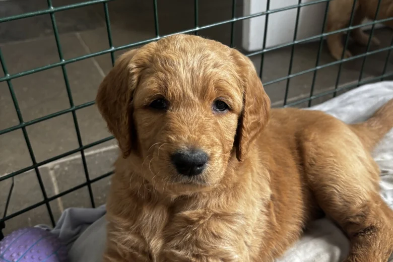 Goldendoodle