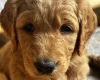 Goldendoodle