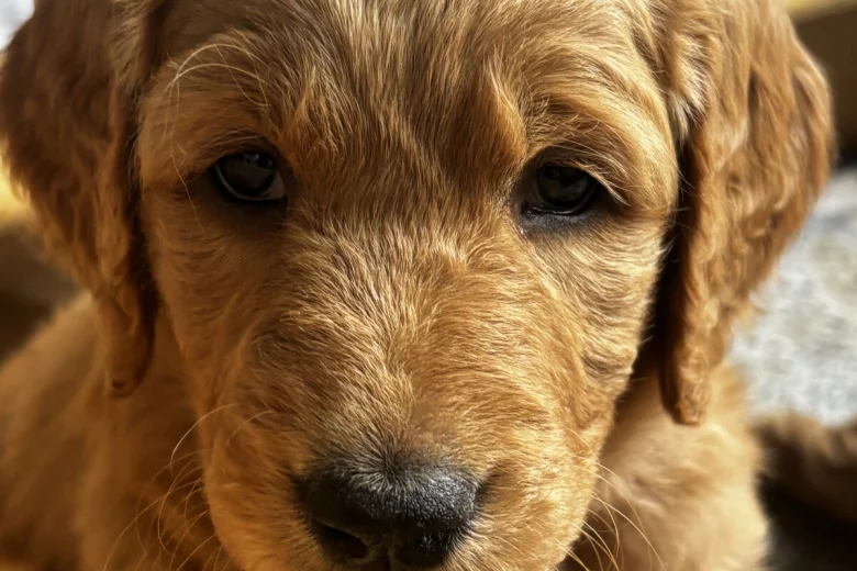 Goldendoodle