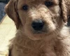 Goldendoodle