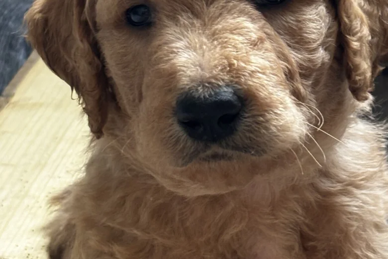 Goldendoodle