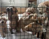 Goldendoodle