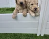 Goldendoodle