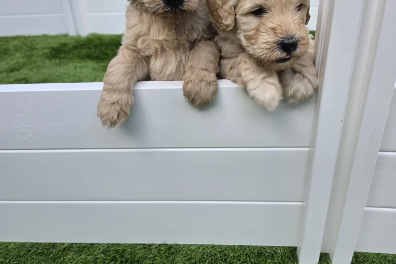 Goldendoodle