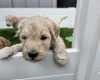 Goldendoodle