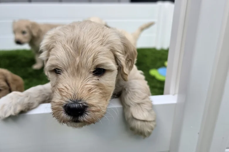 Goldendoodle