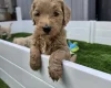 Goldendoodle
