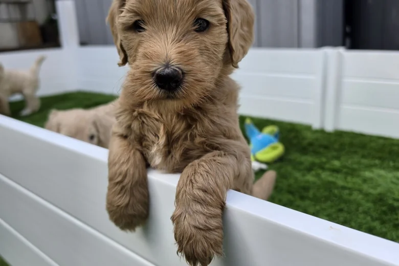 Goldendoodle