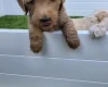 Goldendoodle