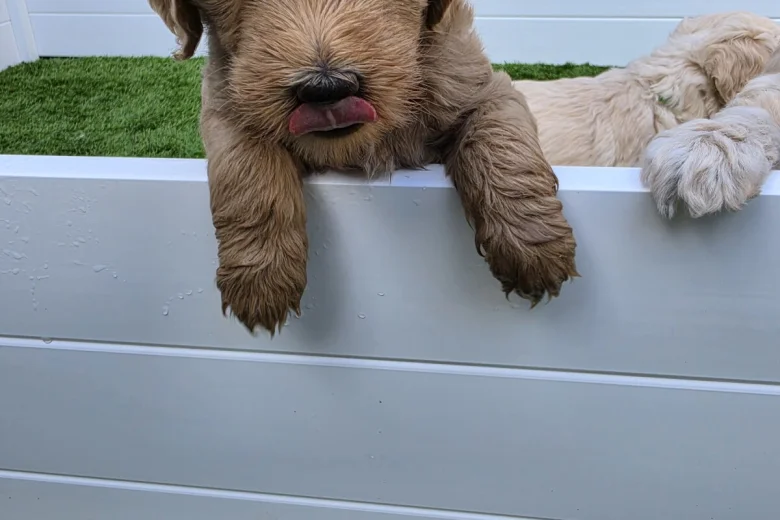 Goldendoodle