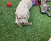 Goldendoodle