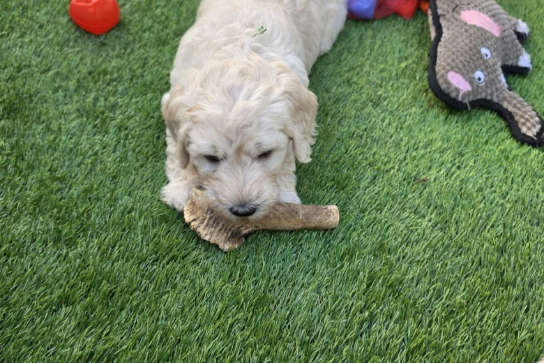 Goldendoodle