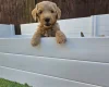 Goldendoodle