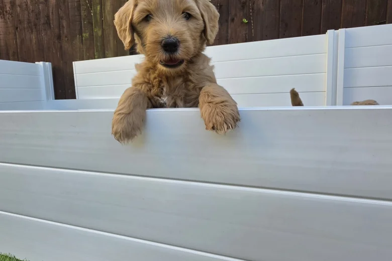 Goldendoodle