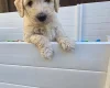 Goldendoodle