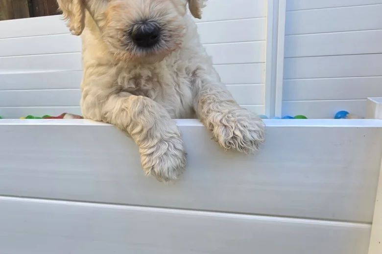 Goldendoodle