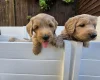 Goldendoodle