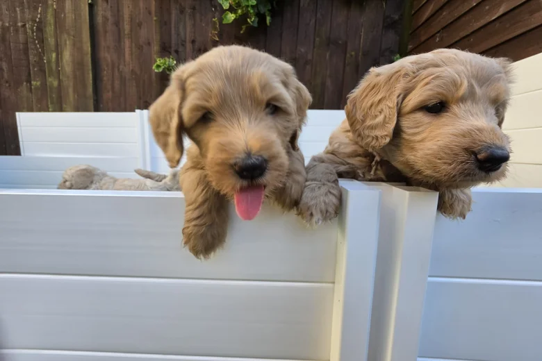 Goldendoodle