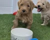 Goldendoodle