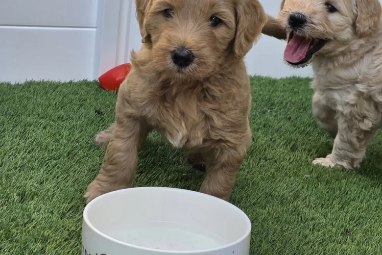 Goldendoodle