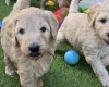 Goldendoodle