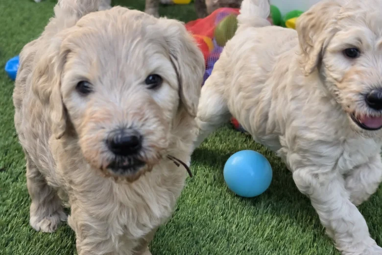 Goldendoodle