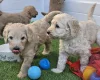 Goldendoodle