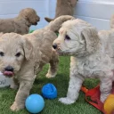 Goldendoodle