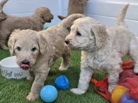 Goldendoodle