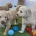 Goldendoodle
