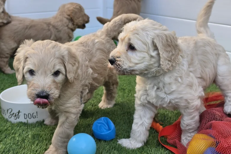 Goldendoodle