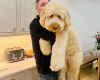 Goldendoodle