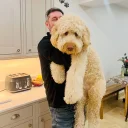 Goldendoodle