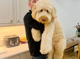 Goldendoodle