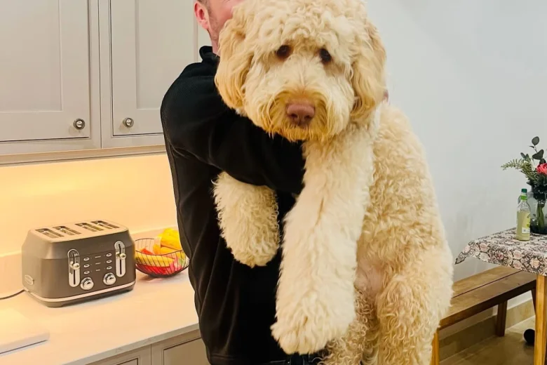 Goldendoodle
